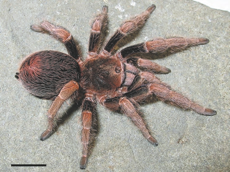 Antikuna sapallanga