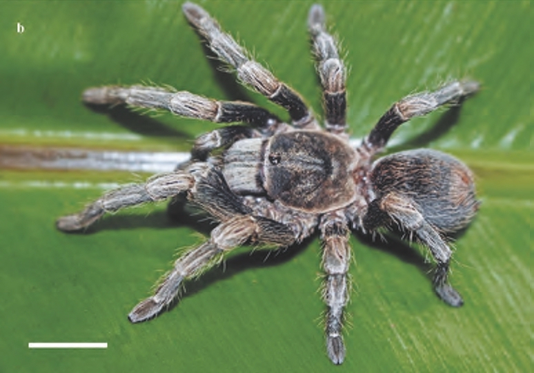 Antikuna urayrumi