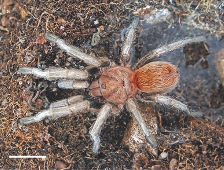 Male