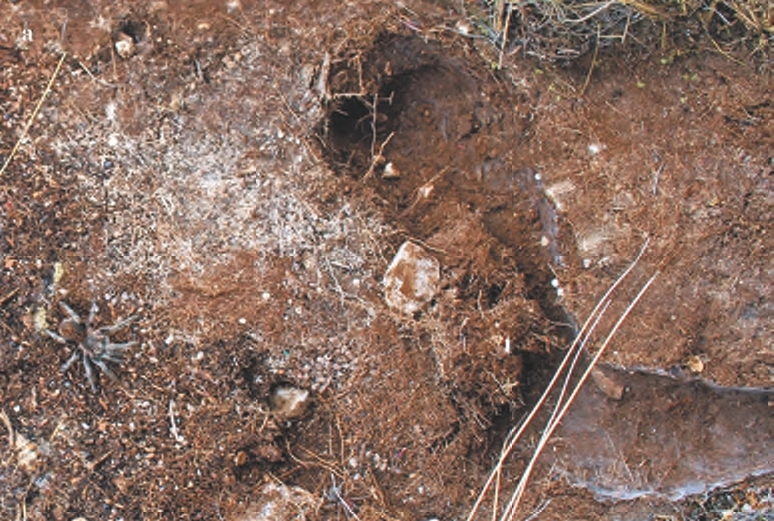 Burrow