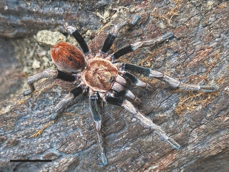 Male