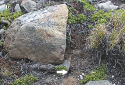 Burrow
