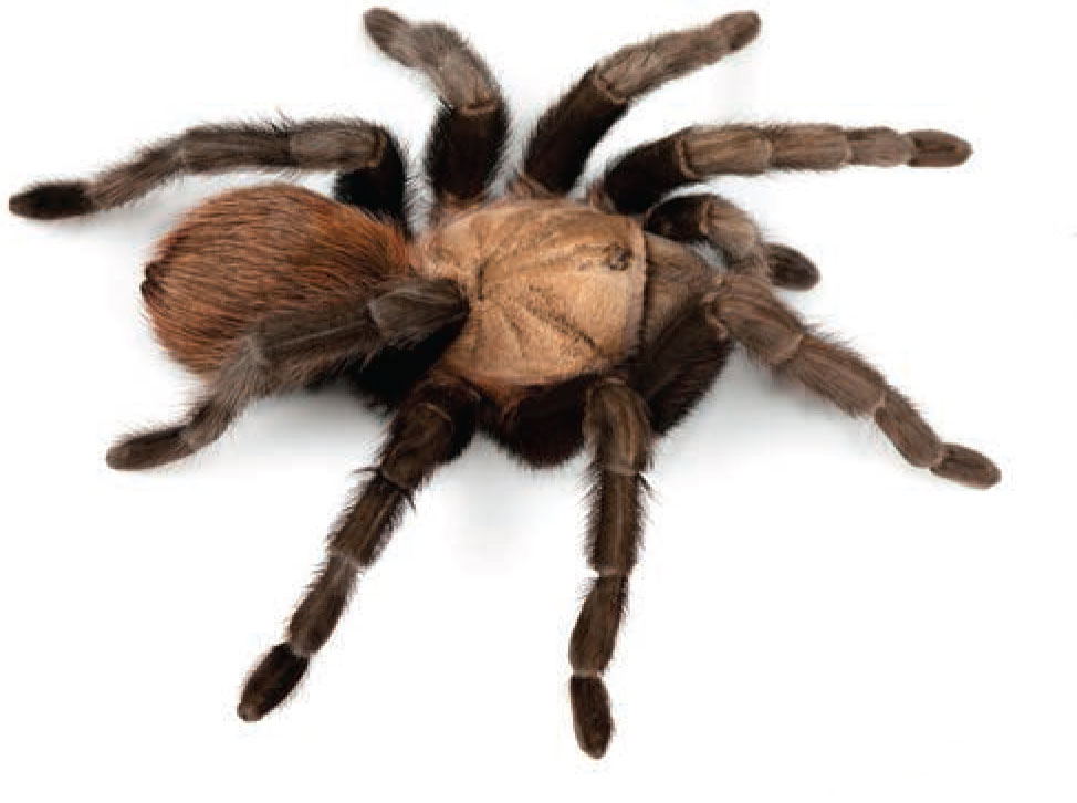 Aphonopelma anax