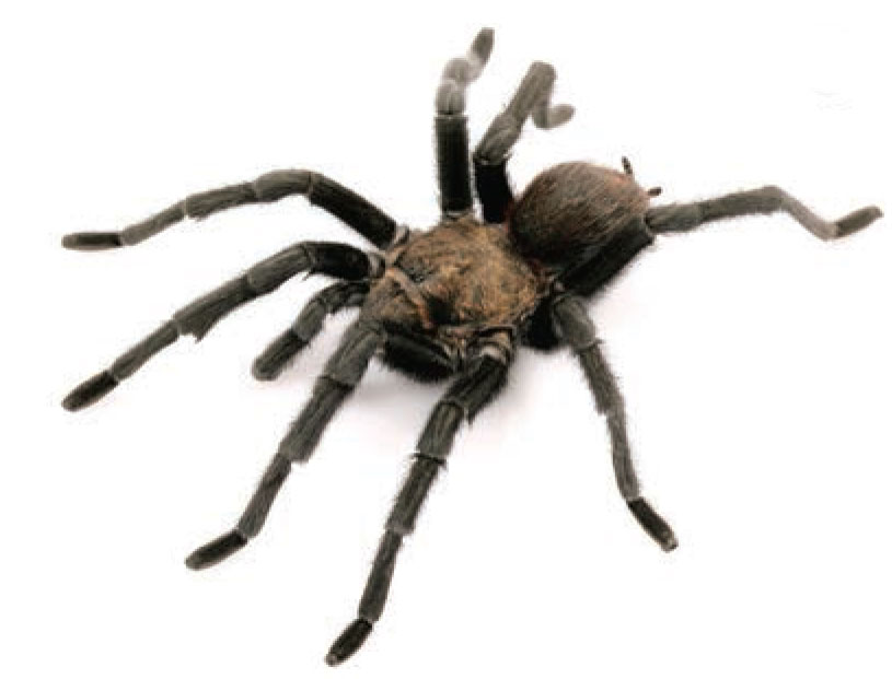 Male