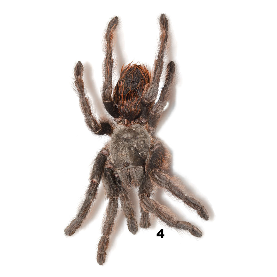 Aphonopelma bacadehuachi