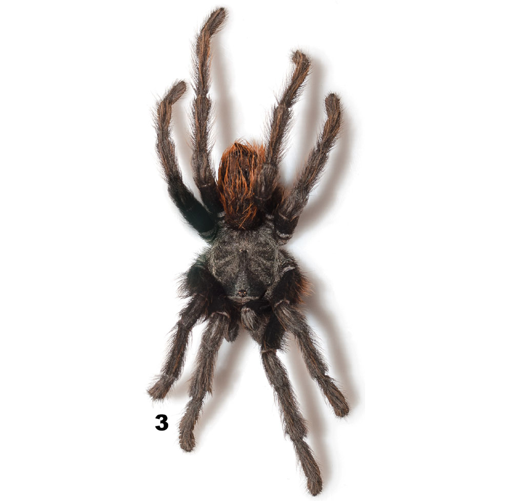 Male