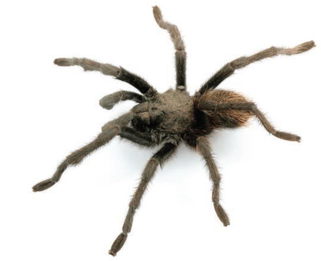 Aphonopelma chiricahua