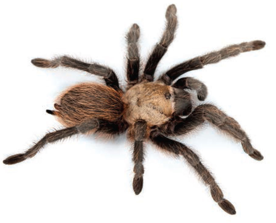 Aphonopelma hentzi