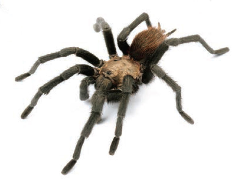 Male