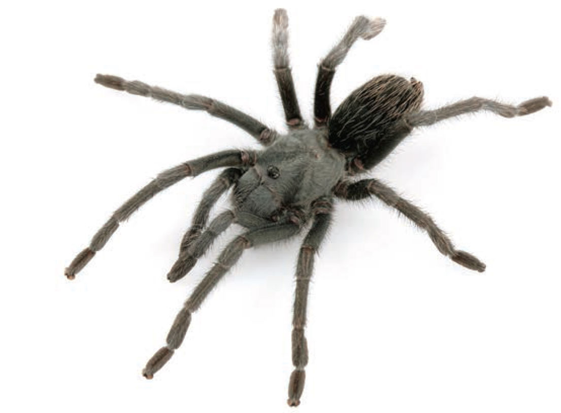 Aphonopelma icenoglei