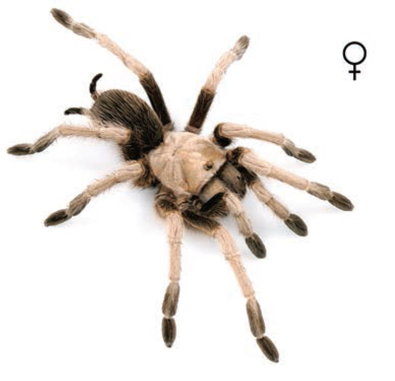 Aphonopelma iodius