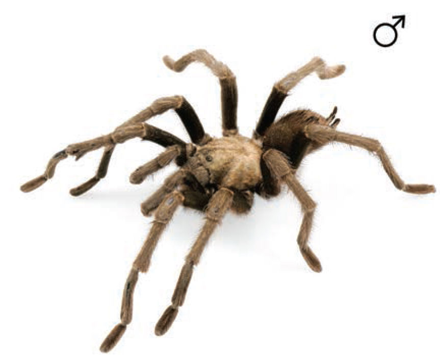 Male