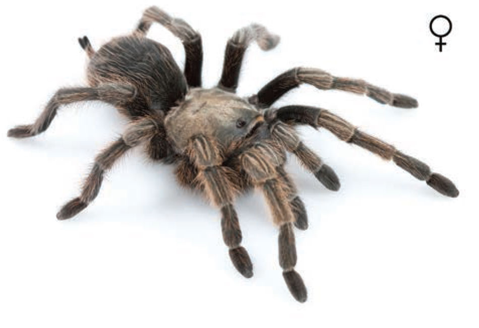 Aphonopelma johnnycashi