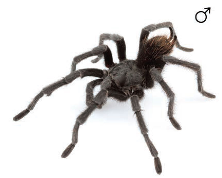 Male