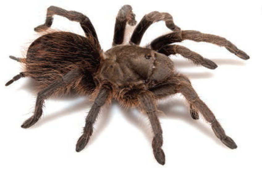 Aphonopelma madera