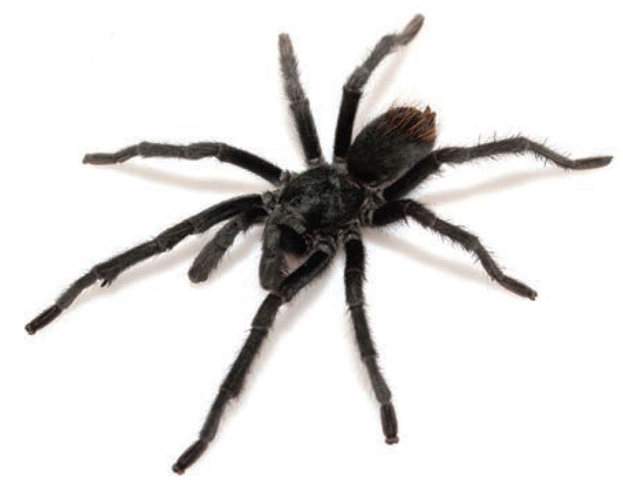 Male