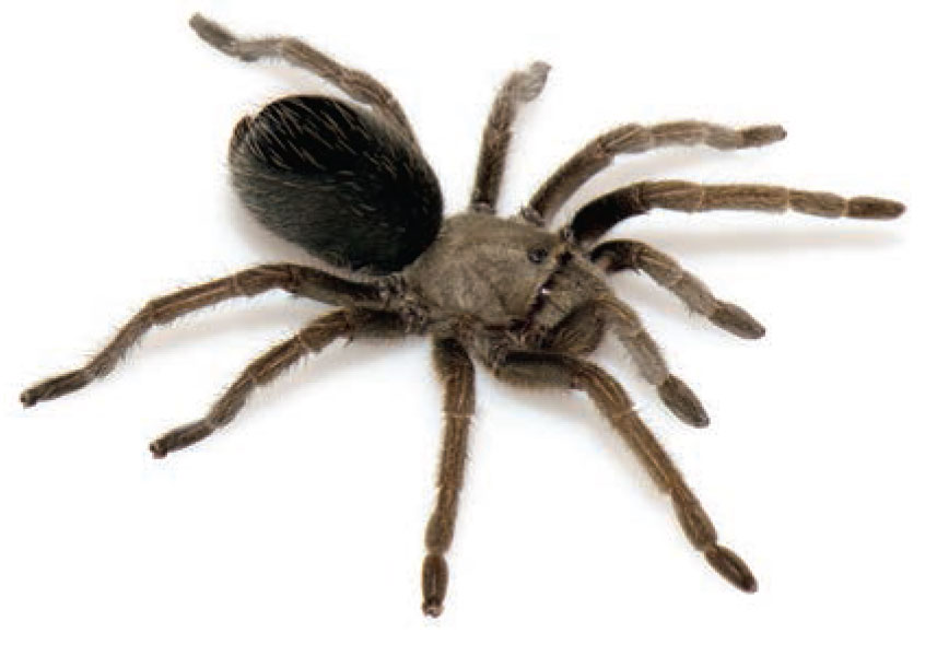 Aphonopelma mareki