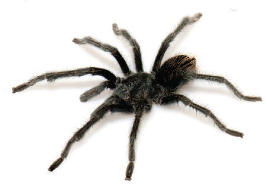 Male