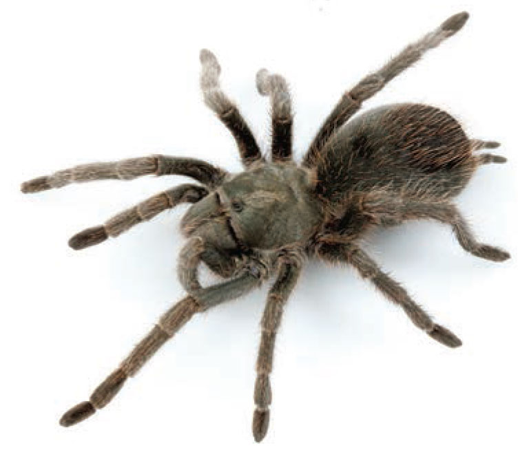 Aphonopelma parvum