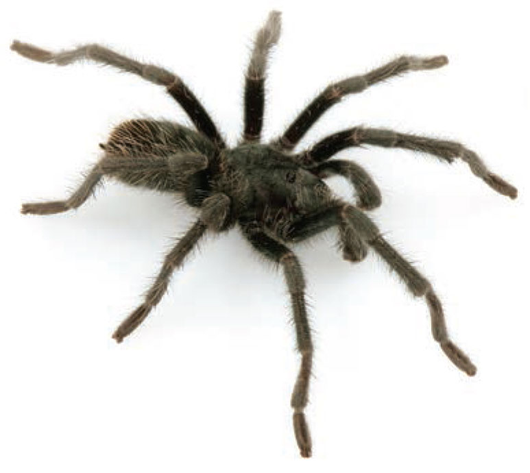 Male