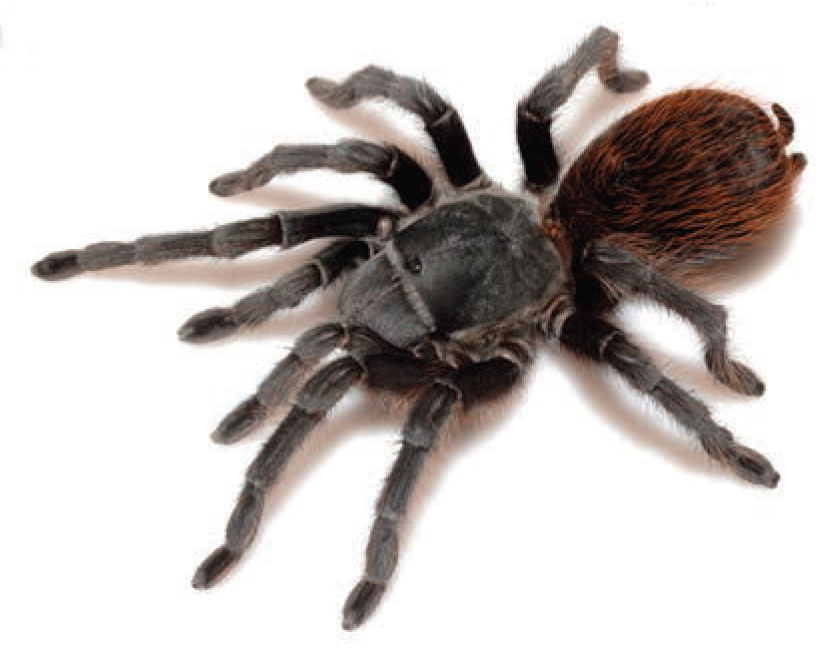 Aphonopelma peloncillo