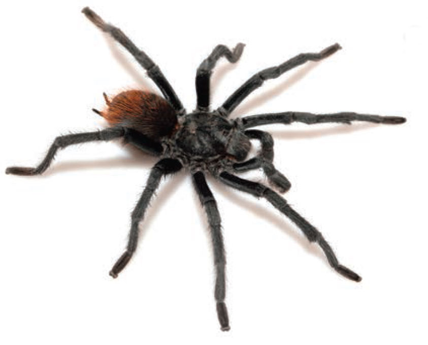 Male