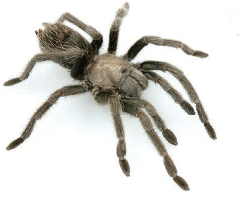 Aphonopelma prenticei