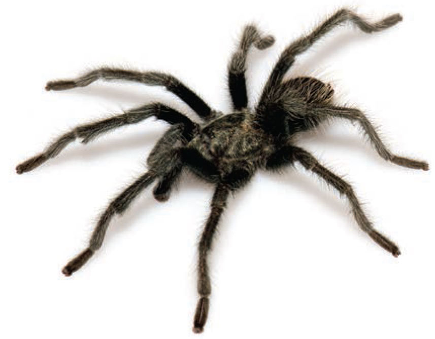 Male