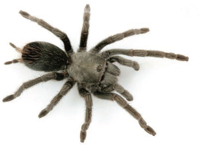 Aphonopelma saguaro