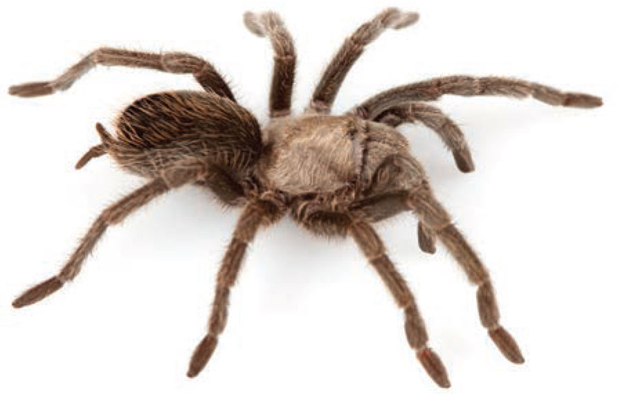 Aphonopelma superstitionense