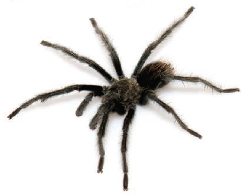 Male