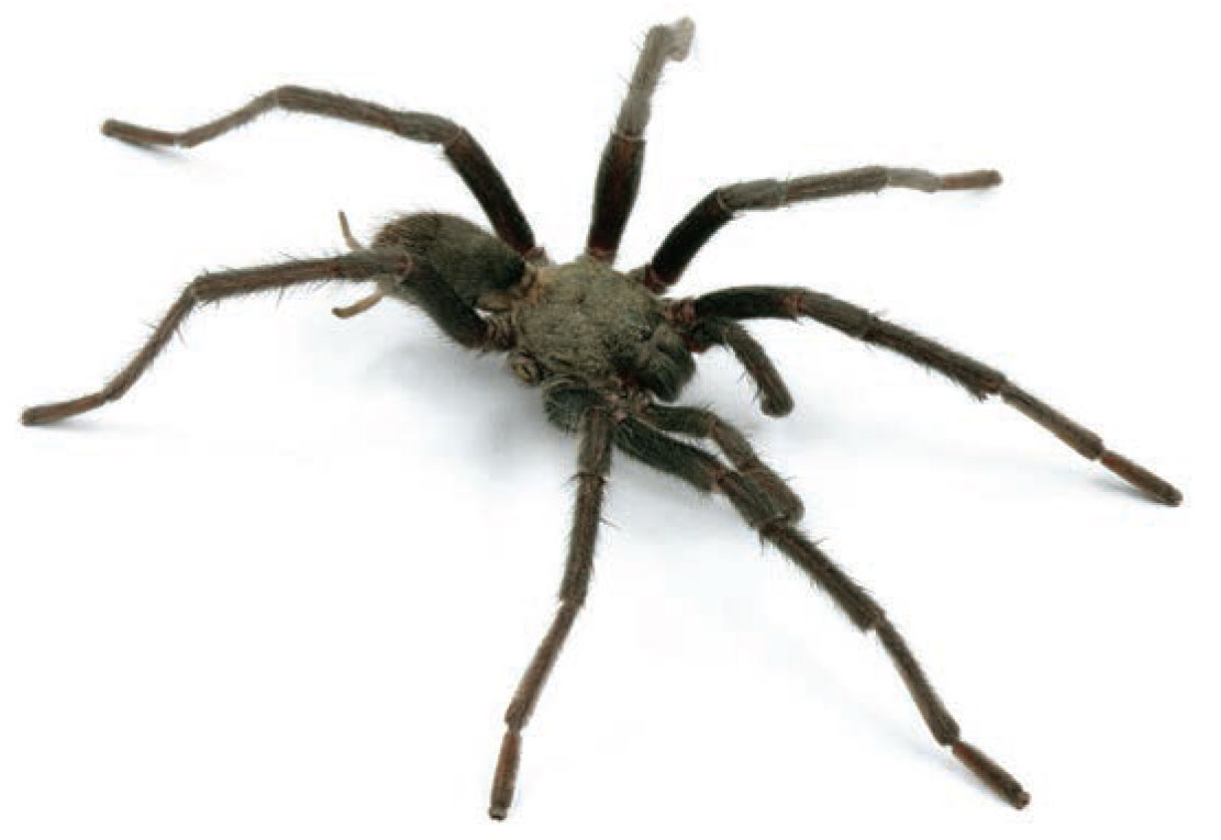 Aphonopelma xwalxwal