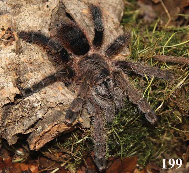 Avicularia merianae