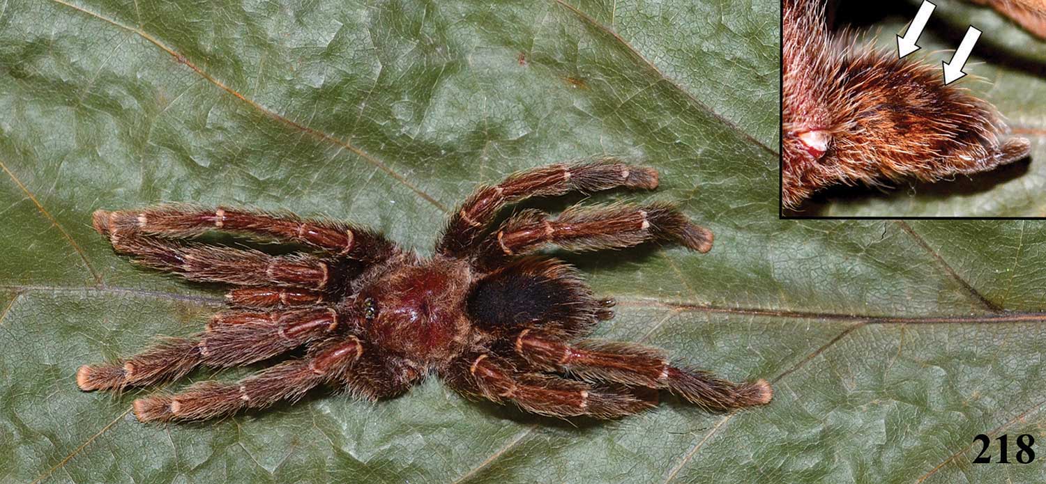 Avicularia caei