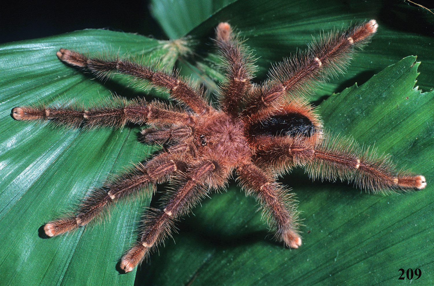 Avicularia lynnae