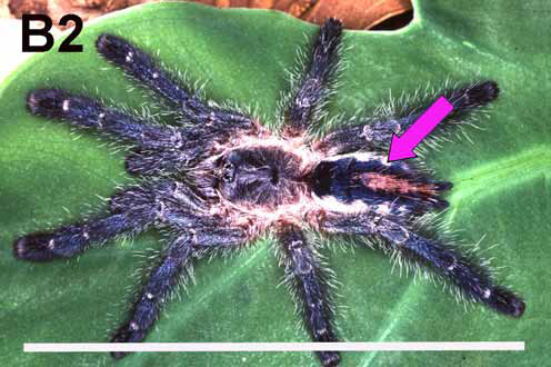Ybyrapora sooretama