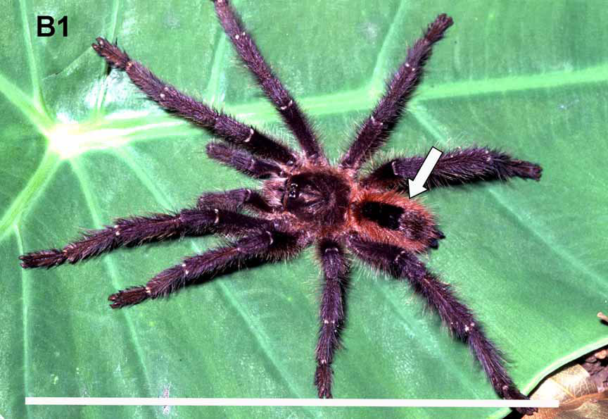 Male