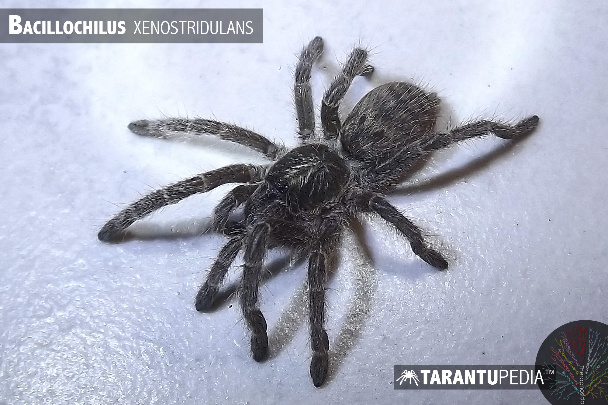 Bacillochilus xenostridulans