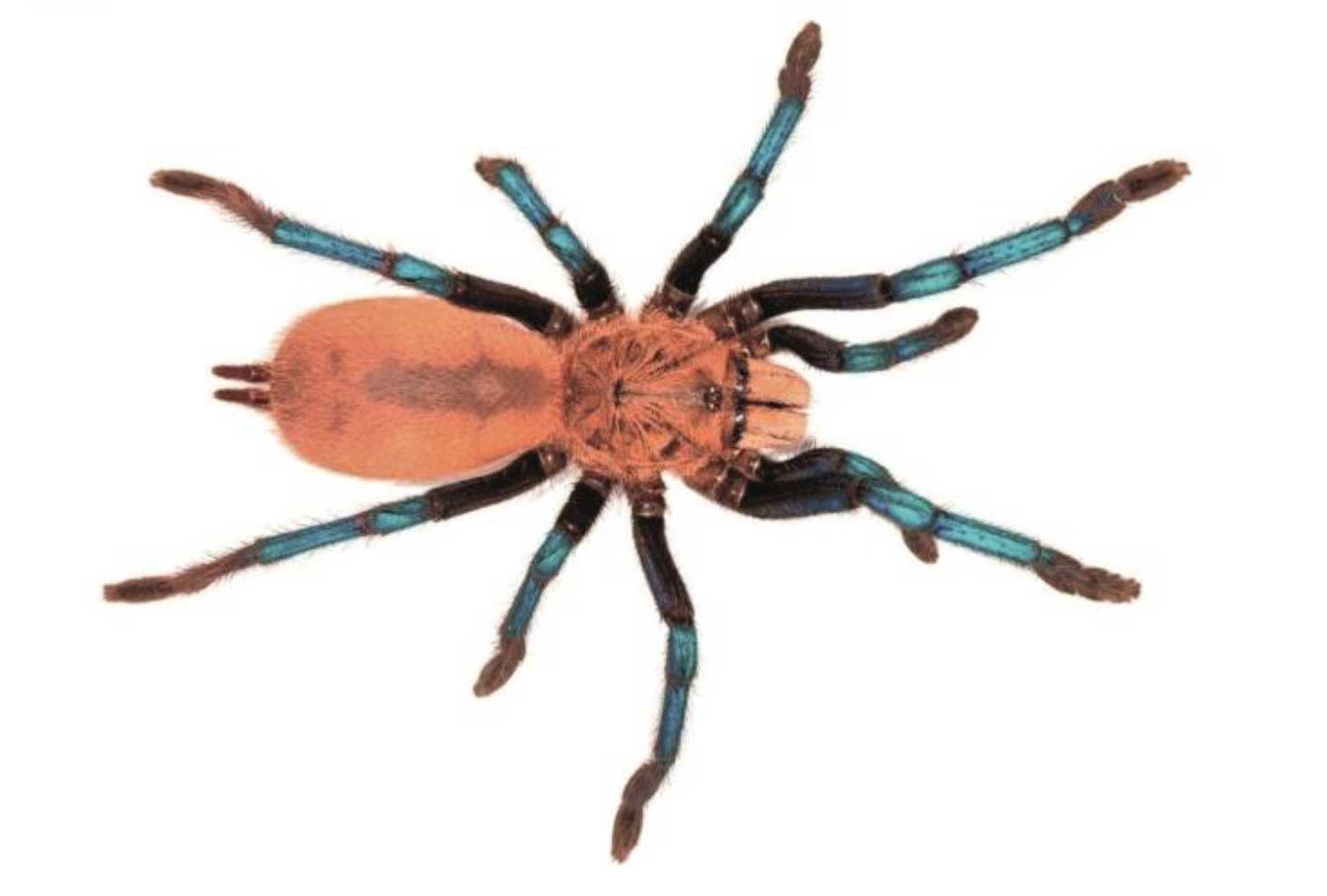 Birupes simoroxigorum