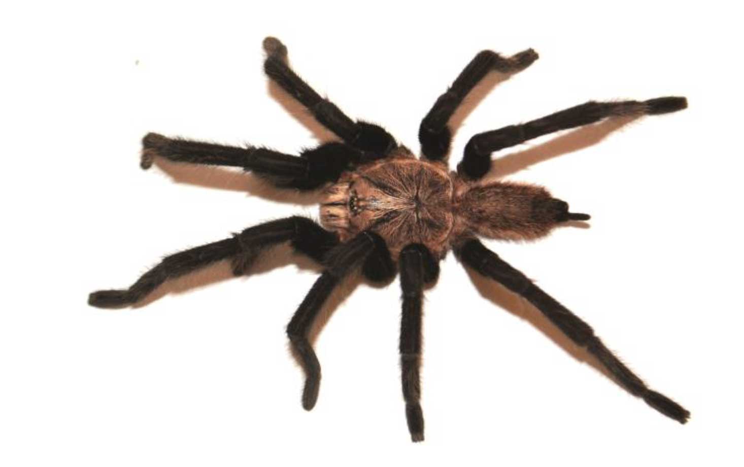Male