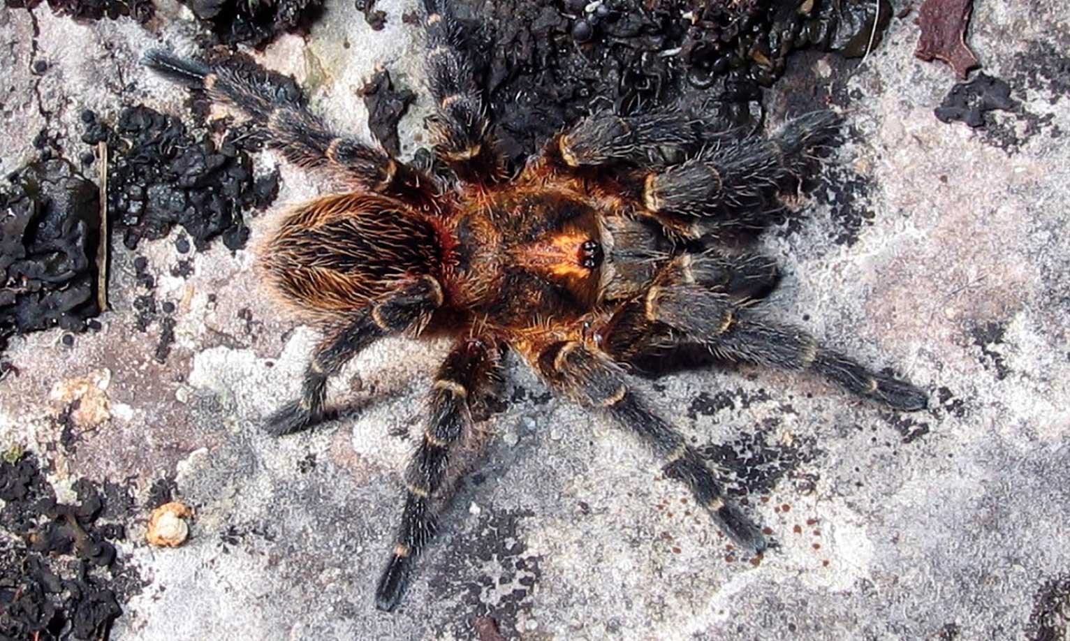 Male