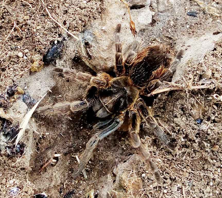 Bistriopelma fabianae