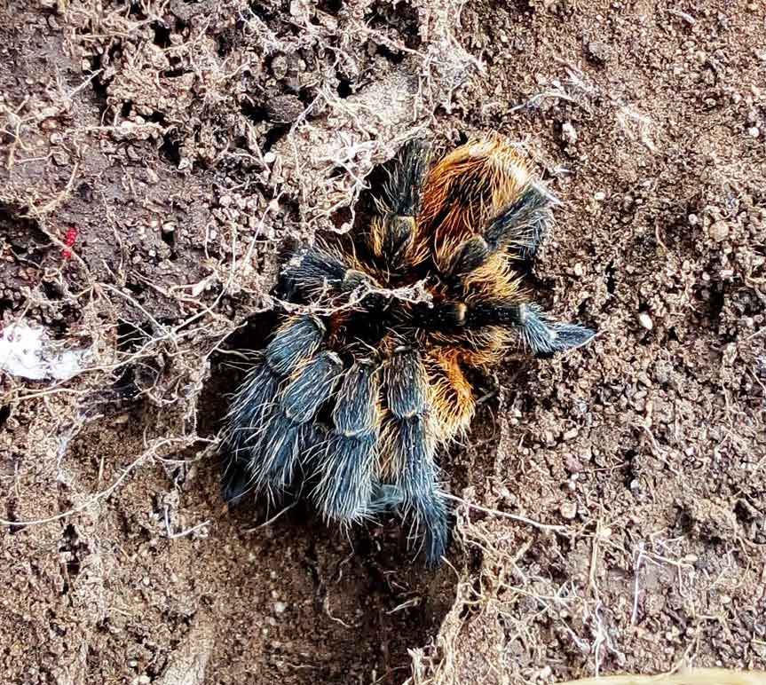 Male