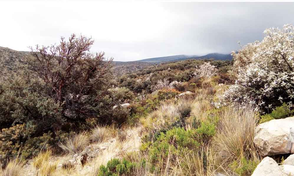 Habitat
