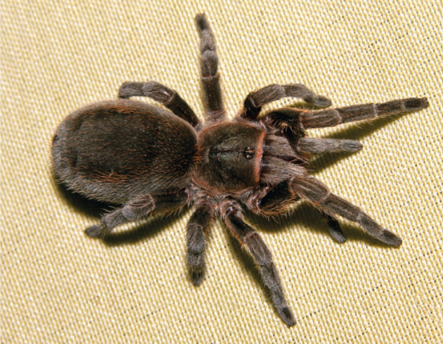Bistriopelma kiwicha