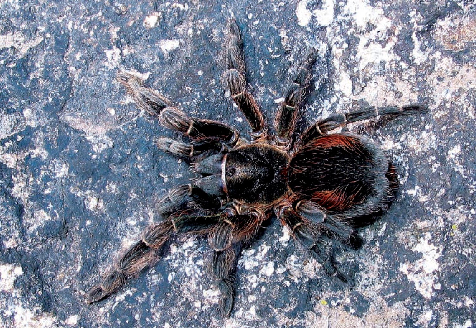 Bistriopelma lamasi