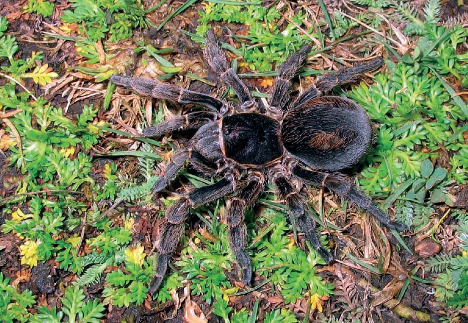 Bistriopelma matuskai