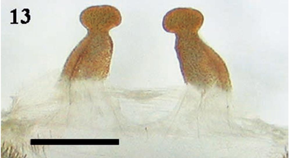 Spermathecae