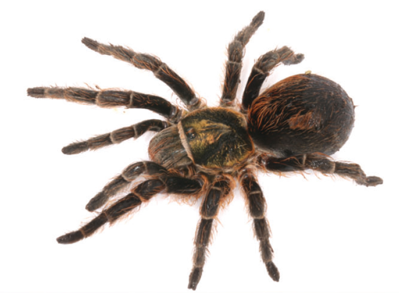 Bistriopelma peyoi
