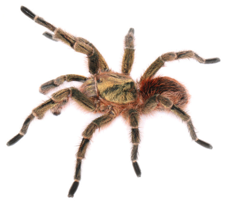 Male